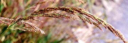 Calamagrostis.jpg